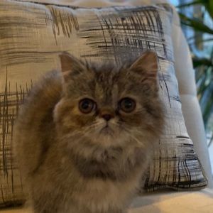 Meet your Posher, Alisha